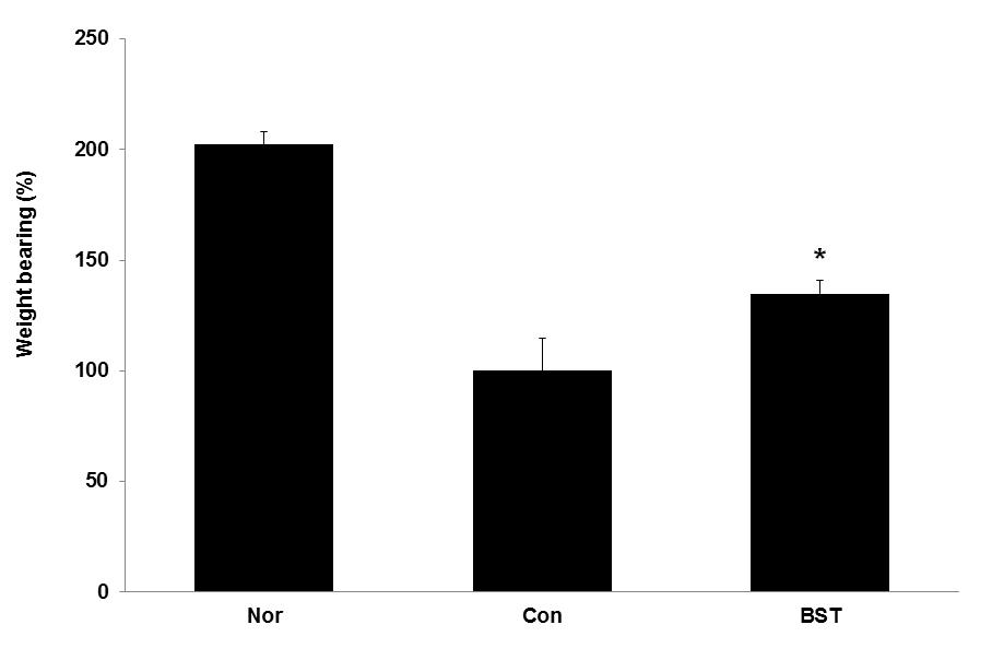 2±8.0% 감소되었으나유의성은없었다 (Fig. 11). 3.8% 감소되었으나유의성은없었다 (Fig. 12). (2) BUN 혈청중의 BUN 농도를측정한결과, 정상군은 16.76±1.59 mg/dl, 대조군은 17.87±0.80 mg/dl, BST 투여군은 17.51±1.77 mg/dl로나타나, 대조군에비해 2.0±9.