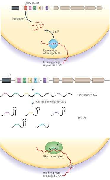 (2005)), 이로부터 CRISPR 와 cas 유전자로부터유래한 Cas 단백질들이고등생물의 RNAi 와같이세균에서 phage 에대한저항체계로서기능할것이라는가설로이어짐 ( 그 림 3). 그림 3.