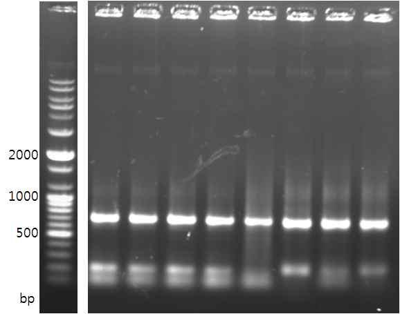 monocytogenes ATCC Csn2 단백질유전자가 E. coli에서 Toxic한효과를내기때문인것으로사료됨. 다. L. monocytogenes의 Csn2 단백질의생산 1) 확보한 3종의 L.