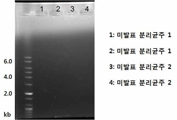 이규명되었으므로대안으로서연구하기로결정함 (BMC genomics. 11: 688 (2010)). 2) L. inocua의 Cas단백질유전자를확보하기위하여 2종의 L. inocua strain들을국내연구자로부터공여받았으며이들을대상으로 PCR을수행하여L. inocua Csn1 단백질유전자 (4005 bp) 의증폭을시도하였으나실패하였음. 그림 19.