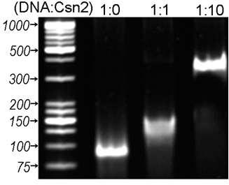 pyogenes Csn2단백질은음전하를가진 double-stranded DNA와의결합할가능성이높다고유추가능. 6) 이로부터 Csn2 단백질이이중나선 DNA와결합할가능성이높다는것을인식하게되었으며 S.