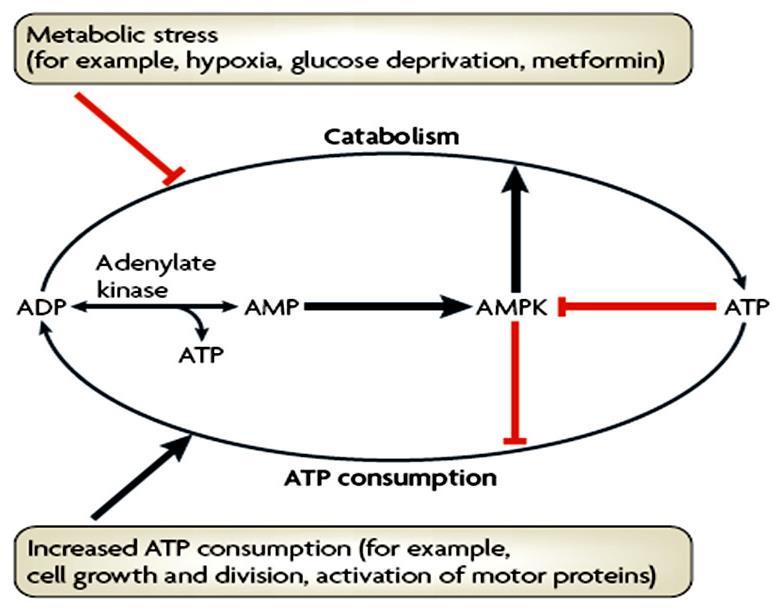 Figure 6. Regulation of energy homeostasis in the AMPK system (Hardie DG, 2007) AMPK의활성화에대한효과는에너지대사조절과밀접하게연관되어있는표적장기 ( 간, 근육, 지방, 췌장 ) 에관여되어있다 (Zhang et al., 2009).