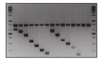 반면 3세대 PCR 방식인 digital PCR 방법은표준물질없이도검출목표유전자의실시간절대정량이가능한새로운접근방식의 PCR 법임