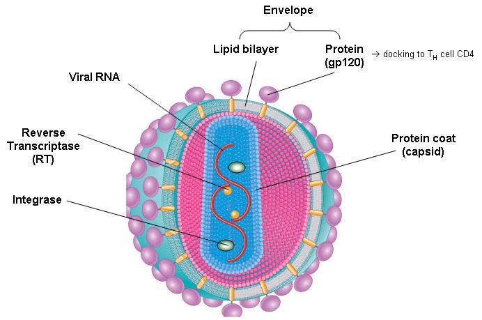 감기 virus