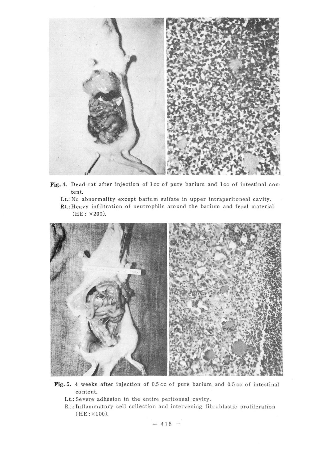 Fig.4. Dead rat after injection of lcc of pure barium and lcc of intestinaj content. L t.: No abnormality except barium sujfate in upper intraperitoneal cavity. Rt.