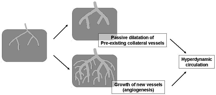 - Won Hyeok Choe. Update on the treatment of portal hypertension - Figure 8. Mechanisms of portosystemic collateral formation. Modified from reference 26.