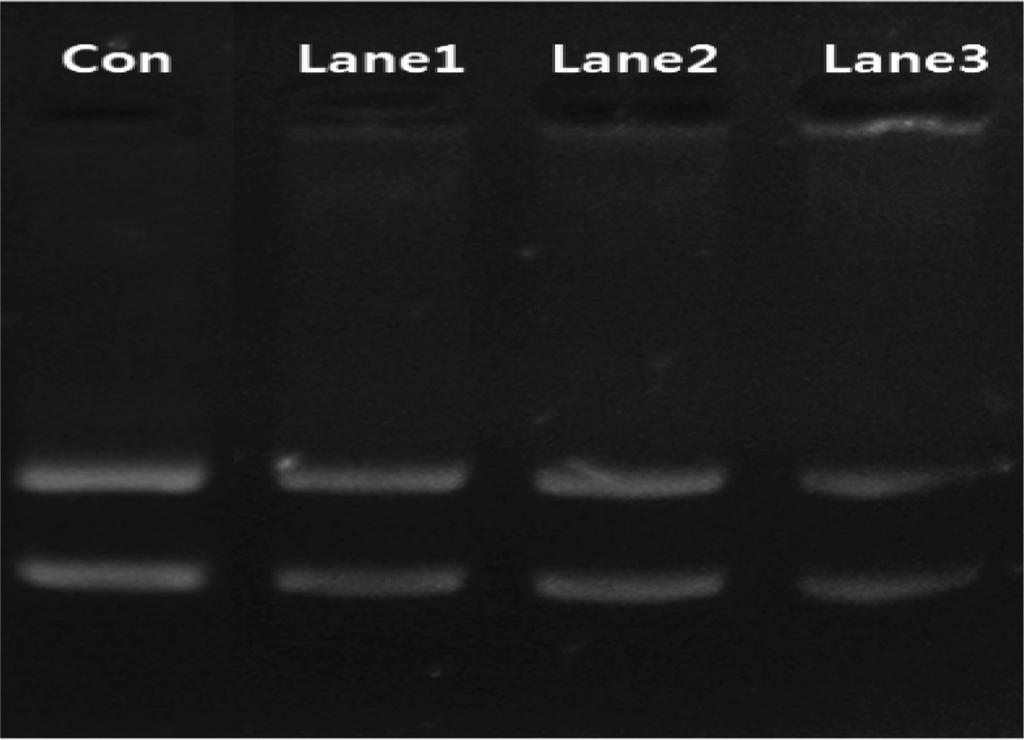Agarose gel retardation assay result of cpamam G4- GABA-HR and plasmid DNA polyplex. Plasmid DNA only (Con), weight ratio of polymer:dna = 1:1 (Lane 1), 2:1 (Lane 2), 4:1 (Lane 3), 8:1 (Lane 4).