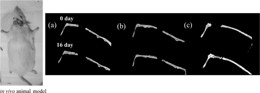 photograph of MC/XT-BGM gel implanted group at 4 weeks (10 ) (c); NB: new bone; OB: old bone; CT (connective tissue), Arrow: wound edge. Figure 8.