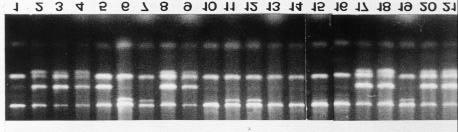 S- S mrna cdna Primer PCR S-RNase.