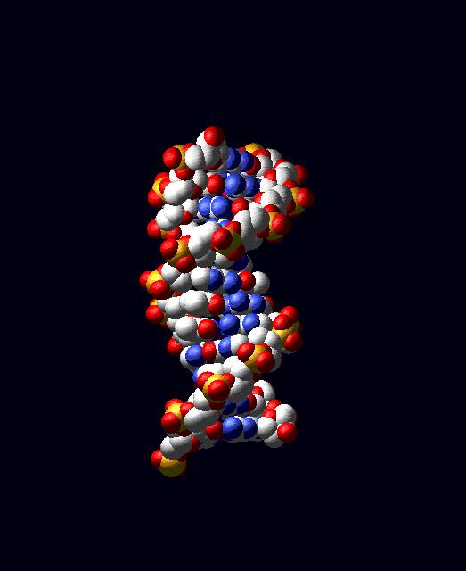 폐염쌍구균으로형질전환 (transformation) 현상발견 DNA 가유전자의화학적인본체가라는것을증명 o Watson 과 Crik(1953 년 ) DNA 이중나선구조모형제출 분자생물학