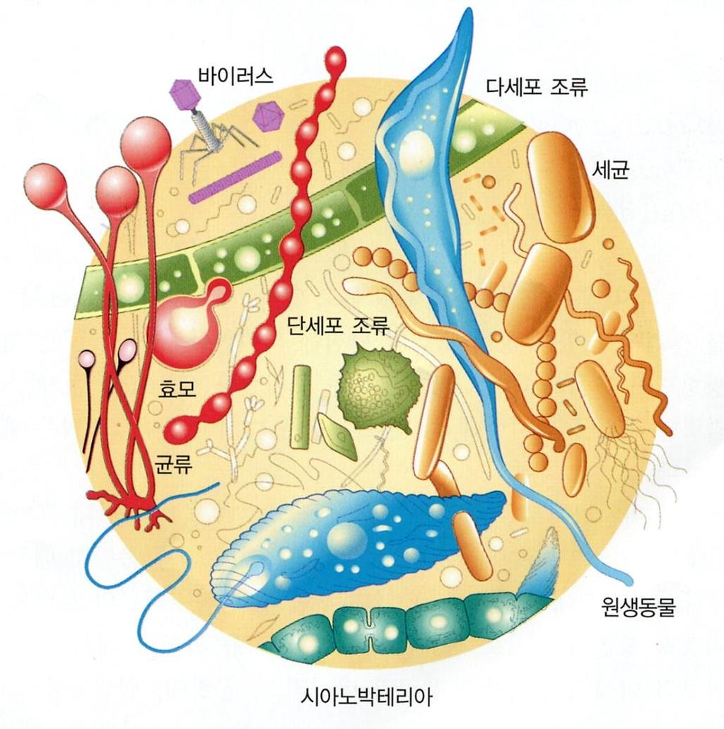 미생물 (microbes, microorganisms) : 1879년프랑스과학자찰스세딜로가처음사용, :