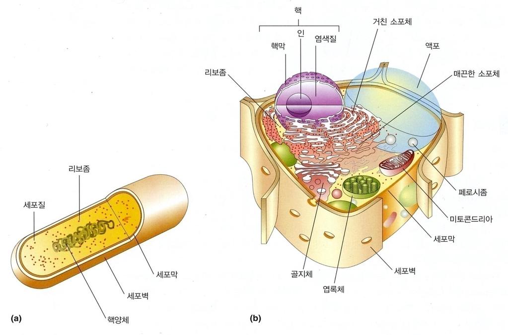 핵 (nucleus) 의유무 - 원핵생물 (prokaryotes) vs 진핵생물 (eukaryotes) -