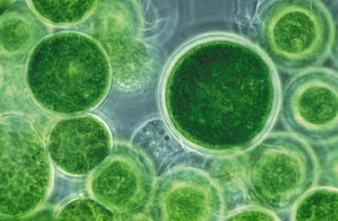 조류 (Algae) - 단세포광합성미생물 -
