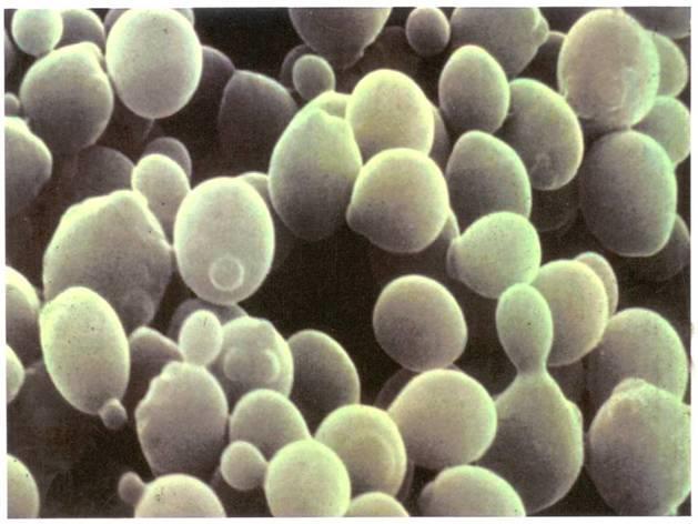 균사의망상구조 ) - 일반적곰팡이 (mold) 는균사체를의미 - 효모 (yeast) : 균사가없는단일세포의균류