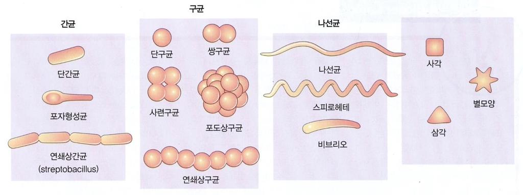 1. 세균의형태세균의형태는영양과배양조건에따라차이 - 구균 coccus, spherical shape