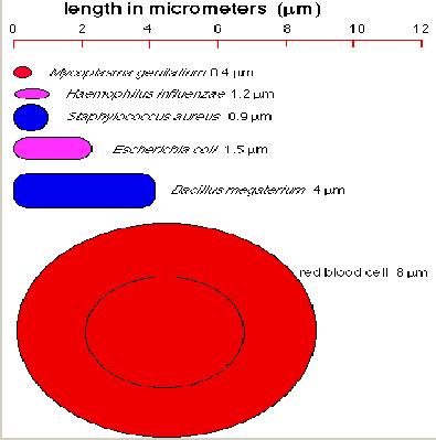 2. 세균의크기 (Sizes of Bacteria) 배양조건이나배양시기에따라세균의크기는다르다.