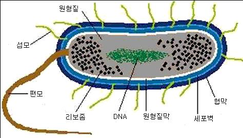 구조기능화학조성분 편모 (Flagella) 운동력단백질 (flagellin) 섬모 (pili) 협막 ( 또는점질층 ) 세포벽 (Cell wall) 유성적인접합과정에서 DNA 의이동통로와부착기관 건조와기타유해요인에대한세포의보호 세포의기계적보호 단백질 (pilin) 다당류나폴리펩타이드중합체 Gram 양성균 : peptidoglycan, teichoic