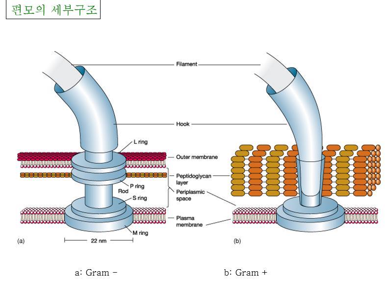 5. 세포외부구성요소 4) Fimbriae -얇고운동성과관계없음 -고체부착관련 5) Pili(Sex pili, pilus) -1-10개/cell