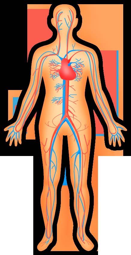 당뇨환자의 30~50% 2) 통증성당뇨병성신경병증 (Painful Diabetic Peripheral Neuropathy)