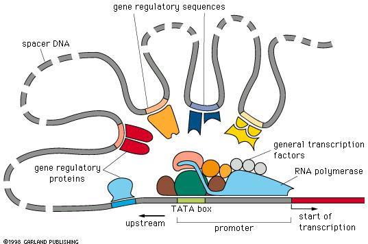 (enhancer) 로서전사인자로서 (transcription factor, 단백질 ) 가부착되는 DNA의상의염기서열임 DNA