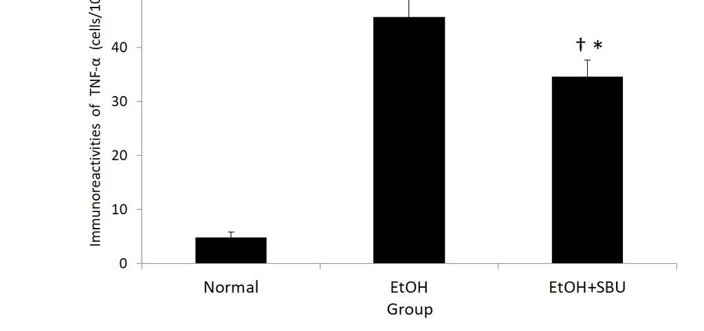 The expressions of TNF-α protein in EtOH+SBU group (C) were decreased as compared with EtOH group. Mean number of TNF-αositive cells counted (D). Data were expressed as mean±standard error.