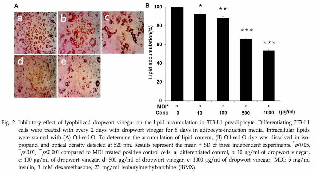 식초의 anti-obesity 효과 미나리발효식초의지방세포분화억제및항염증효과 박윤희최준혁황기이승욱양선아유미희 생명과학회지 24(5) 476-484 실험에사용한 3T3-L1 지방전구세포는 American Type Culture Collection (ATCC, Manassas, VA, USA) 에서분양받아사용하였다.