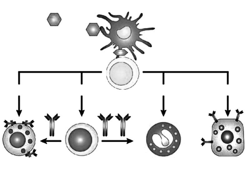 Allergic Rhinitis Min YG 는점이다. ARIA 2008 가이드라인에서알레르기비염치료에있어변화된점은국소분무스테로이드제재가 2차치료약의개념에서 1차치료약의개념으로바뀌고, 1세대보다는 2세대항히스타민제가추천되며, 항류코트리엔제재의등장과면역치료의역할에대한재평가등이라할수있다.