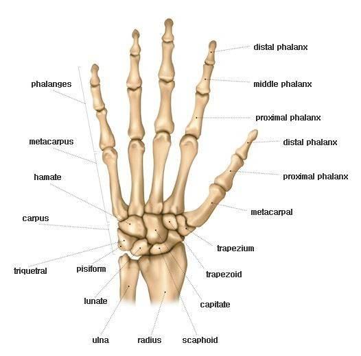 H-Anim 표준개발사례 3 H-Anim Hands and Feet ( 충북대 ) Hands Three kinds of hand joints metacarpal joints 5 4 3 2 finger