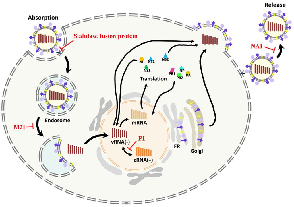 286 S Park, et al. Figure 1. Antiviral agents against influenza virus. Sialidase fusion protein blocks the binding of influenza virus to its cellular receptors in the cell surface.