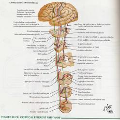 척수사이신경원에서하행성운동신경로에서되먹임을소뇌로전달 내림신경로 (descending tract) 피질척수로 (corticospinal tract) 적색척수로 (rubrospinal tract) 덮개척수로 (tectospinal tract) 전정척수로