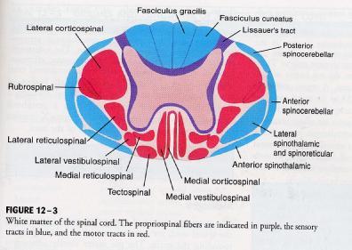 내측피질척수로 (medial coricospinal tract) 목,