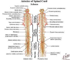 척수혈관 척추동맥과분절동맥 (vertebral