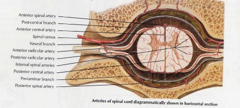 척추동맥 -anterior spinal artery