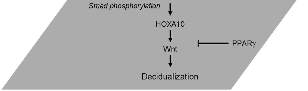 대한생식의학회지 Figure 6. A schematic drawing of human endometrial stromal cell decidualization.