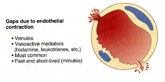 Mechanisms of Increased vascular permeability (Vascular leakage) 1. Formation of endothelial gaps in venules a.