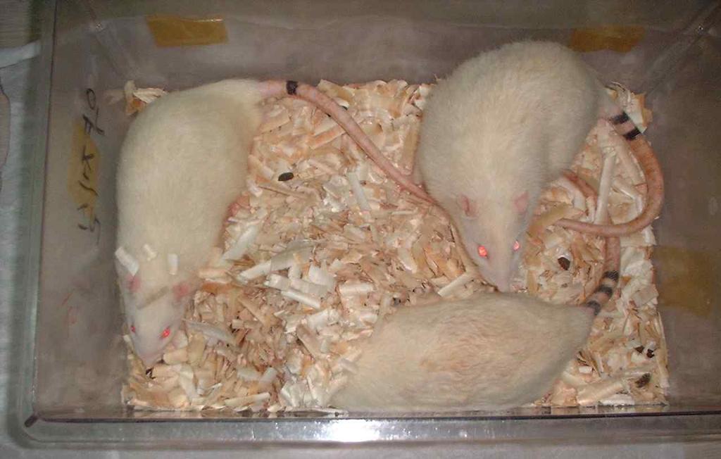 AAPH 처리노화조직 (F344 rat) 5. 자유식이 C57BL/6 mouse 연령별노화조직 6. 유전자변이모델동물 (GH 결손, mini rat) 조직 7. 노화촉진모델동물 (SMP30 유전자변이마우스 ) 8.