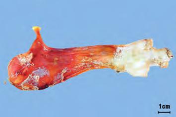 어 교 魚膠 Piscis Colla KHP 대구 Gadus macrocephalus Tilesius ( 대구과 Gadidae), 철갑상어 Acipenser sinensis Gray ( 상어과