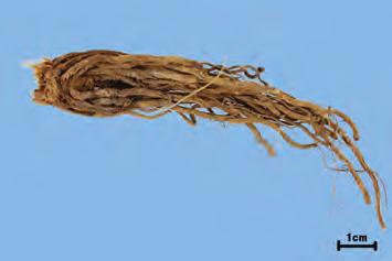 ( 백합과 Liliaceae) 의뿌리줄기와뿌리 감별요점 중요도 비고 약용부위 뿌리줄기와뿌리 전체모양 뿌리줄기는짧고굵은원기둥모양이고그아래에굵은수염뿌리가있다.