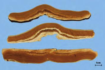 영 지 靈芝 Ganoderma KHP 영지 Ganoderma lucidum Karsten 또는기타근연종 (