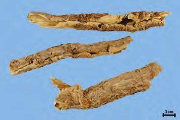 5) 홍모오가피 [ 위품 ] : 홍모오가 ( 紅毛五加 ) A. giraldii 의줄기껍질.