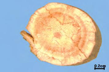 chunii Merr, 새모래덩굴과의장엽목방기 ( 樟葉木防己 ) Cocculus laurifolius DC. 등의뿌리도오약으로사용하므로감별에주의해야한다. 단면의질이연하고색이희며, 부러진후향기가강한것이양품이다.