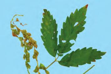 3) 짚신나물잎과화수 ( 채취품 ) 460 1) 용아초음편 : 줄기가자홍색을띠고가지가가늘고여리며잎의형태가온전한것이좋다. 2) 용아초줄기 : 전체에털이있다.