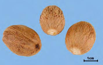 육두구 肉豆蔲 Myristicae Semen KP 육두구 ( 肉豆蔲 ) Myristica fragrans Houttuyn ( 육두구과 Myristicaceae) 의잘익은씨로서씨껍질을제거한것 약용부위잘익은씨 전체모양달걀모양또는타원형 크 기길이 2 3 cm, 지름약 1.5~2.