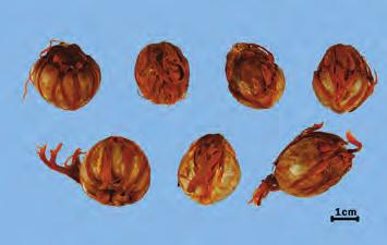 3) 장형육두구 [ 위품 ] : Myristica argentea W. 의씨. 장타원형으로길이 3 4 cm, 지름약 2 cm 로육두구보다길다.