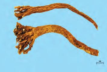 대나물 Gypsophila oldhamiana Miquel ( 석죽과 Caryophyllaceae)