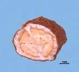 2) 은시호 ( 대나물 ) : 대나물 Gypsophila oldhamiana Miquel 