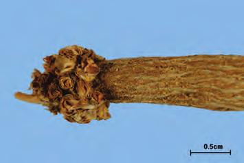 길이 5 40 cm 이며지름이 0.5 2.5 cm 이다.