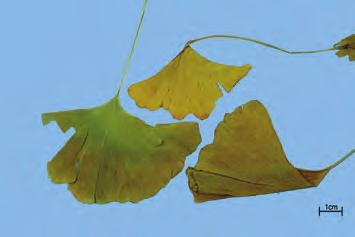 은행엽 銀杏葉 Ginkgo Folium KP 은행나무 Ginkgo biloba Linne ( 은행나무과 Ginkgoaceae) 의잎