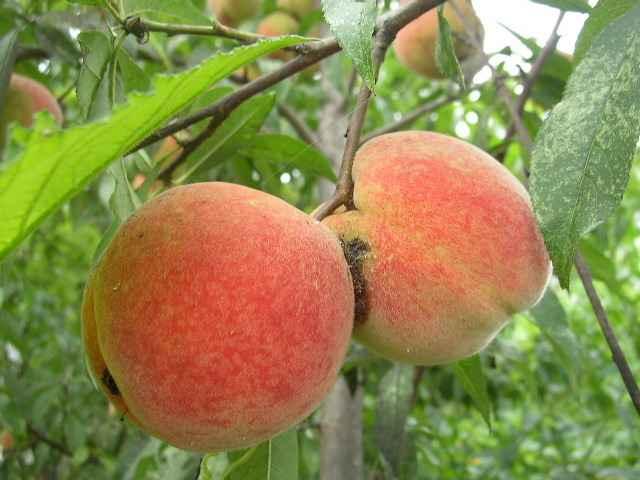 검은나무딸기 (Blackberry) 오디