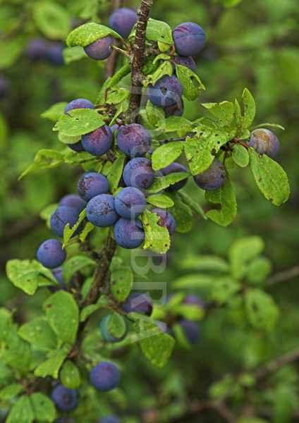 of the genus Vaccinium).